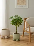 Westwing Collection Кашпо Olea, 26 см, Ø 24 × В 26 см, Шалфейный зелёный — фото 5