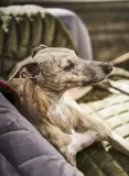 Laboni Покрывало для животных Oxford стёганое двустороннее из велюра, 68х98 см, оливково-зелёное с бордовым кантом — фото 7