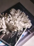 Westwing Collection Статуэтка Coral из полимерной смолы на бархатном основании — фото 5
