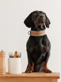 Buddys Dogwear Ошейник для собак Etna ручной работы из кожи с хлопковым плетением, ширина 4 см, длина 32, 40 и 48 см, зелёно-бирюзовый — фото 5