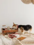 Buddys Dogwear Ошейник для собак Peruvian Arrow ручной работы из кожи и хлопка, ширина 4 см, три размера до 48 см, красный с синим — фото 4