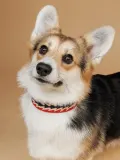 Buddys Dogwear Ошейник для собак Peruvian Arrow ручной работы из кожи и хлопка, ширина 4 см, три размера до 48 см, красный с синим — фото 5