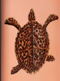 Les Ottomans Поднос декоративный расписной Fauna, 30 x 43 см — фото 2