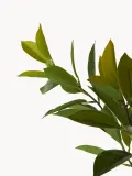 Botane Ветка декоративная Ruscus — фото 2