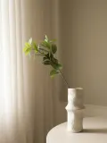 Botane Ветка декоративная Ruscus — фото 3