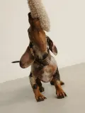 Buddys Dogwear Ошейник для собак Peruvian ручной работы из кожи и хлопка, ширина 4 см, три размера до 48 см, коричневый с бежевым — фото 7