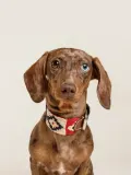 Buddys Dogwear Ошейник для собак Peruvian ручной работы из кожи и хлопка, ширина 4 см, три размера до 48 см, красный с синим — фото 8