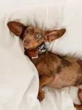 Buddys Dogwear Ошейник для собак Peyote ручной работы из кожи и хлопка, ширина 4 см, три размера до 48 см, синий с жёлтым — фото 3