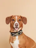 Buddys Dogwear Ошейник для собак Peyote ручной работы из кожи и хлопка, ширина 4 см, три размера до 48 см, синий с жёлтым — фото 6
