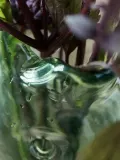 House Doctor Ваза Fish из стекла ручной работы, высота 28 см — фото 2