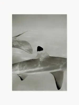 Paper Collective Постер Abyssal фотографа Айна Раадика