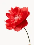 STUDIO ABOUT Искусственный цветок ручной работы Oriental Poppy из крепированной бумаги, Д 43 см, Красный — фото 2