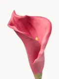 Botane Искусственные цветы Calla Lily, Д 45 см, Ягодный — фото 2