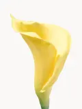 Botane Искусственные цветы Calla Lily, Д 45 см, Светлый жёлтый — фото 2