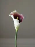 Botane Искусственные цветы Calla Lily, Д 66 см, Сиреневый — фото 4
