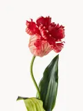 Botane Искусственные цветы Large Parrot Tulip — фото 2