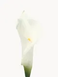 Botane Искусственные цветы Calla Lily, Д 45 см, Белый — фото 2