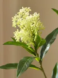 Botane Ветка декоративная Skimmia Berry — фото 2