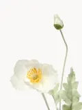 Botane Искусственный декоративный цветок Poppy, Д 56 см, Белый — фото 2