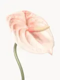 Botane Искусственные цветы Anthurium — фото 2