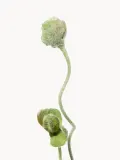Botane Искусственные цветы Poppy Bud бутоны мака, длина 65 см — фото 2
