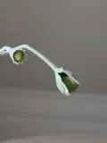 Botane Искусственные цветы Poppy Bud бутоны мака, длина 65 см — фото 4