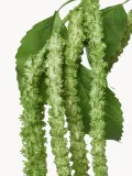 Botane Искусственные цветы Forks Amaranthus амарант, длина 133 см — фото 2