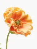 Botane Искусственные цветы Large Poppy мак, длина 60 см, Д 60 см, Оранжевый — фото 2