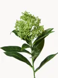 Botane Ветка декоративная Skimmia Berry с ягодами, длина 73 см — фото 2