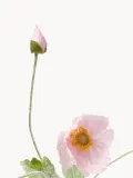 Botane Искусственные цветы Poppy маки ветвистые, длина 56 см — фото 2