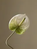 Botane Искусственные цветы Anthurium антуриум, длина 67 см — фото 5