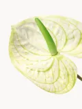Botane Искусственные цветы Anthurium антуриум, длина 76 см — фото 2