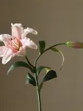 Botane Искусственные цветы Large Lily лилия, длина 68 см, Д 68 см, Светлый розовый — фото 3