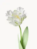 Botane Искусственные цветы Parrot Tulip попугайный тюльпан, длина 69 см — фото 3