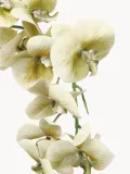 Botane Искусственные цветы Majestic Orchid орхидея, длина 134 см — фото 3