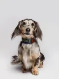 Buddys Dogwear Ошейник для собак Etna ручной работы с вышивкой и латунной фурнитурой, длина 32 см, синий с многоцветным узором — фото 5