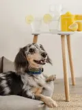 Buddys Dogwear Ошейник для собак Etna ручной работы с вышивкой и латунной фурнитурой, длина 32 см, синий с многоцветным узором — фото 6