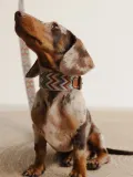 Buddys Dogwear Ошейник для собак Naya ручной работы тканый с латунной пряжкой, длина 32 см, сине-красный — фото 5