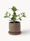 DBKD Кашпо уличное из терракоты Terra, высота 18 см, Ø 18 × В 18 см, Nugatowy — фото 2