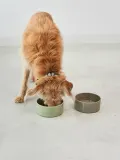 MiaCara Миска для животных Scodella из фарфора для кошек и собак, диаметр 16 см, оливково-зелёная — фото 8