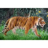 Schleich S 14729 — Фигурка тигра (самец) — фото 2