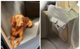 Покрывало для животных Zara Home, автомобильное защитное, 39 45 134 см — фото 8