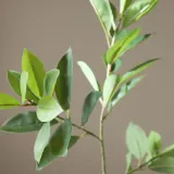 Искусственное растение Иглица Botane myszoploch, пластик, 78 см, зелёное — фото 4