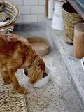 Миска для собак Bloomingville Buddy Pet, каменная керамика, 17,5 см, 1000 мл, белая — фото 1