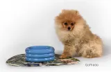 Миска для собак United Pets DoggyMood, керамика, 300 мл, синяя — фото 2