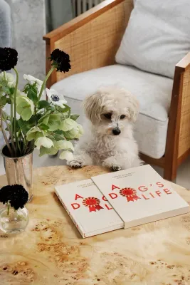 Блокнот Printworks, A Dog's Life, B5, бежевый
