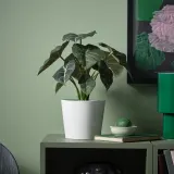 IKEA FEJKA (ИКЕА ФЕЙКА) — Искусственное растение в горшке, для дома/улицы алоказия 12 см — фото 2