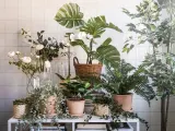IKEA FEJKA (ИКЕА ФЕЙКА) — Искусственное растение в горшке, для дома/для улицы подвесное/эвкалипт 9 см — фото 4
