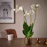 IKEA GRADVIS (ИКЕА ГРАДВИС) — Кашпо, для дома/улицы/светло-коричневый 9 см — фото 3