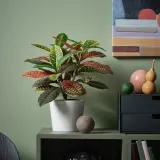 IKEA FEJKA (ИКЕА ФЕЙКА) — Растение искусственное в горшке, для дома/улицы кротон 12 см — фото 2